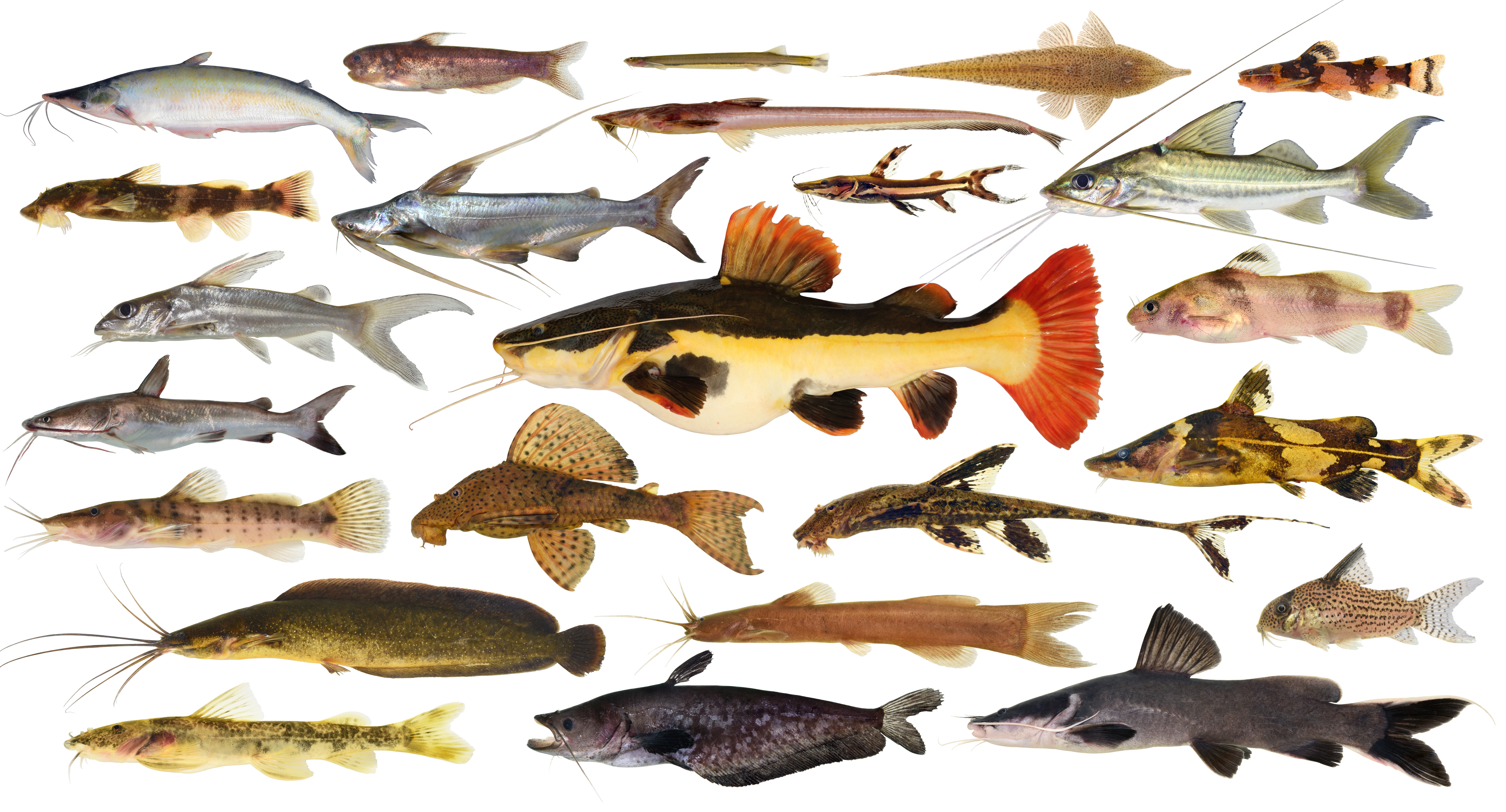 Catfish Type Specimen